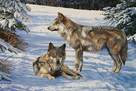 In The Dappled Light - Timber Wolves