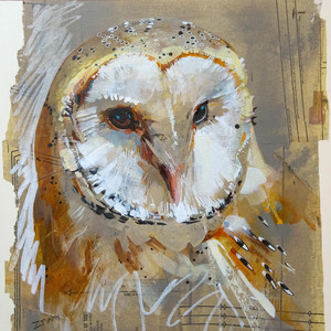 Luna - Portrait of a Barn Owl