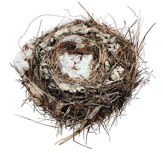 First Place: Abandoned: Barn Swallow Nest