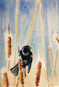 Blackbird in Bullrushes II