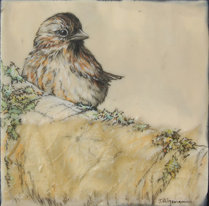 Sparrow On Lichen