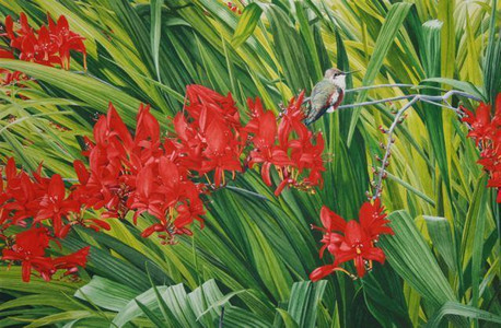 Resting - Rufous Hummingbird on Crocosmia