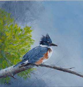 Chestnut Belted Kingfisher