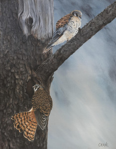 American Kestrels