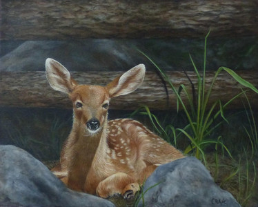 Innocence 'Fawn'