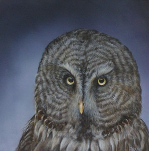 Grey Grey Owl
