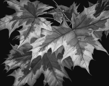  Variegated Maple