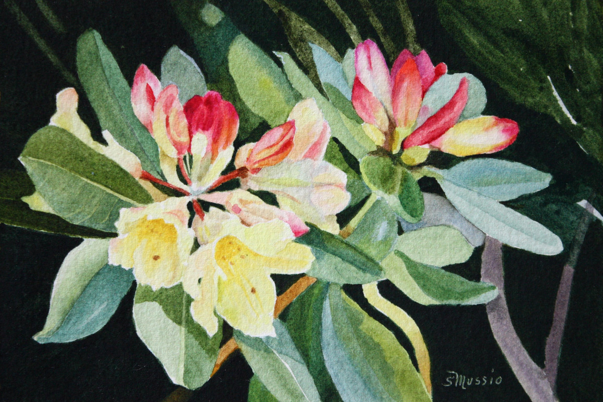 Yellow Rhododendron