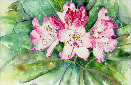 Rhododendron