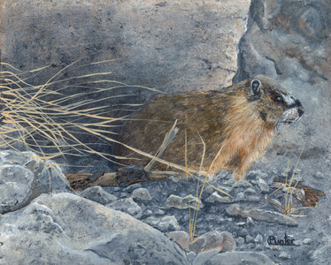 Yellow-bellied Marmot