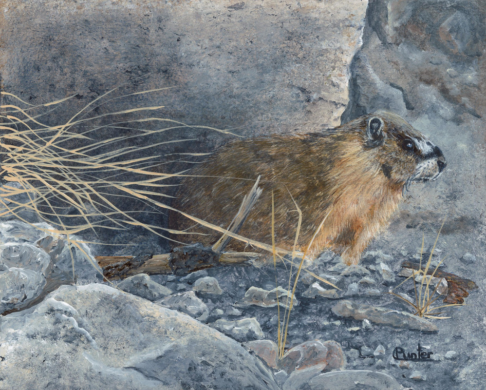 Yellow-bellied Marmot