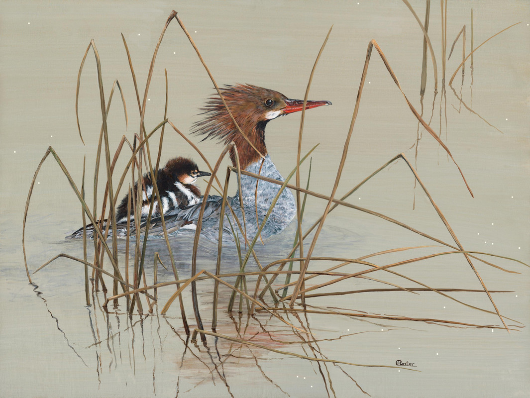 Merganser