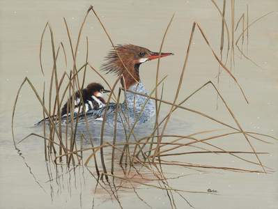 Merganser