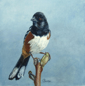 Spotted Towhee