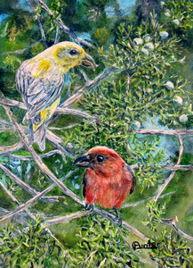 Crossbills