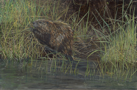 Castor Canadensis - The Beaver