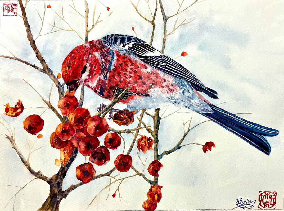 Pine Grosbeak and Wild Berries