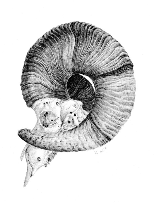 Coiled