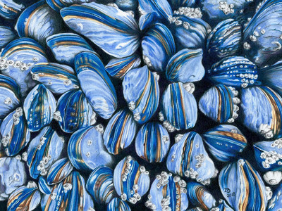 Blue Mussels