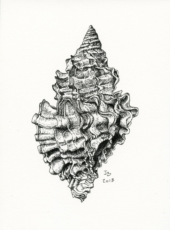 Frilled Dogwinkle No. 2