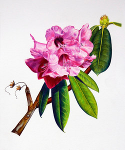 Rhododendron strigillosum