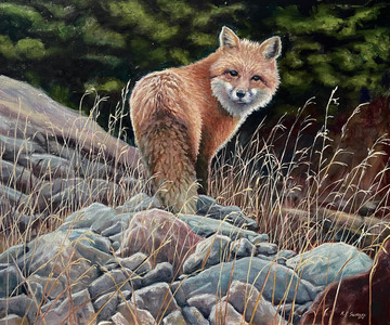 Red Fox