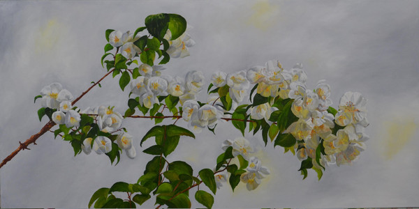 Mock Orange 2