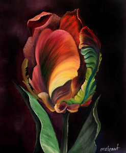 Parrot Tulip