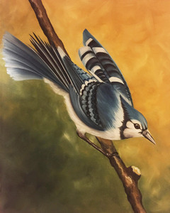 Blue Jay3