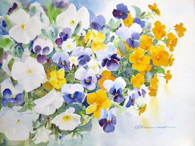 Spring Pansies