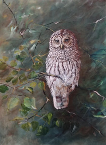 Barred Owl