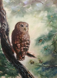Barred Owl -2