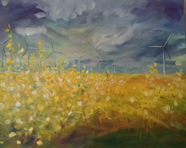 Canola And Wind