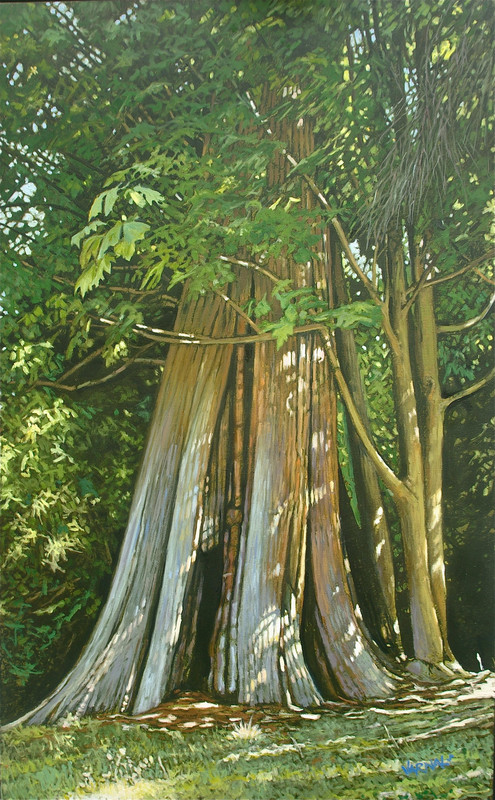 Maple on Cedar