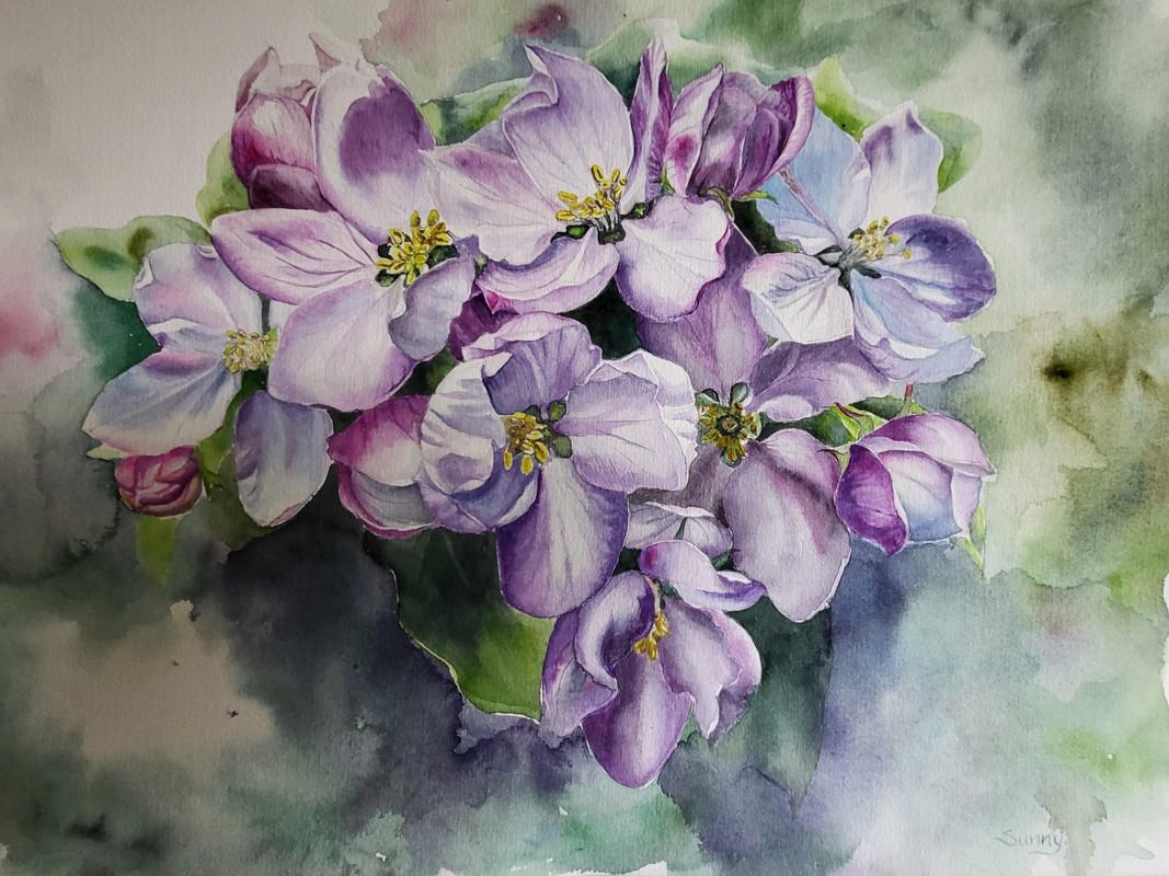 Apple Blossom