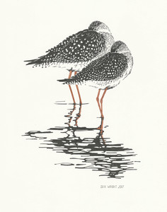 Yellowlegs at rest