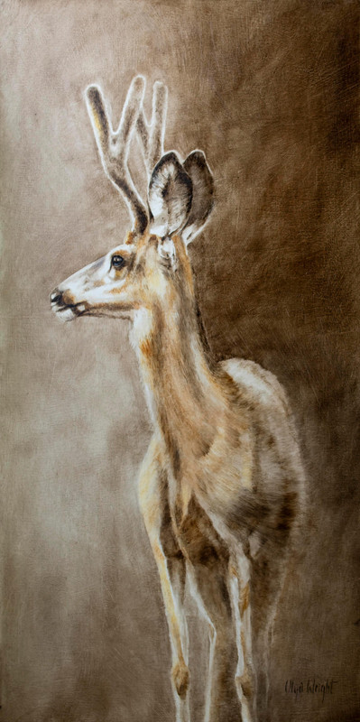 Whitetail