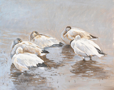 Geese at Rest