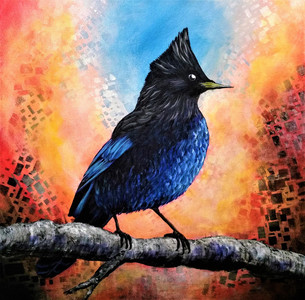 Steller's Jay