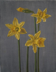 Daffodils  (Non-Qualifying)
