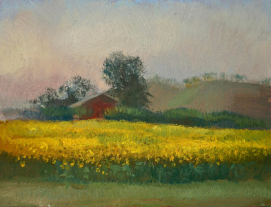 Sunflowers field and sunset