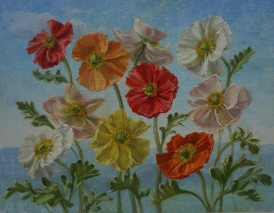 Poppies