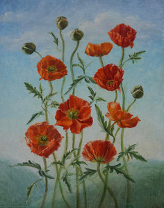 Red Poppies