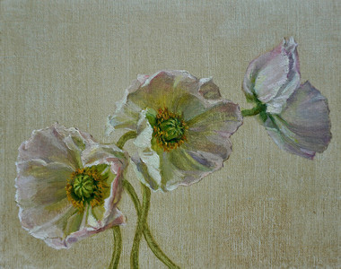 White Poppies
