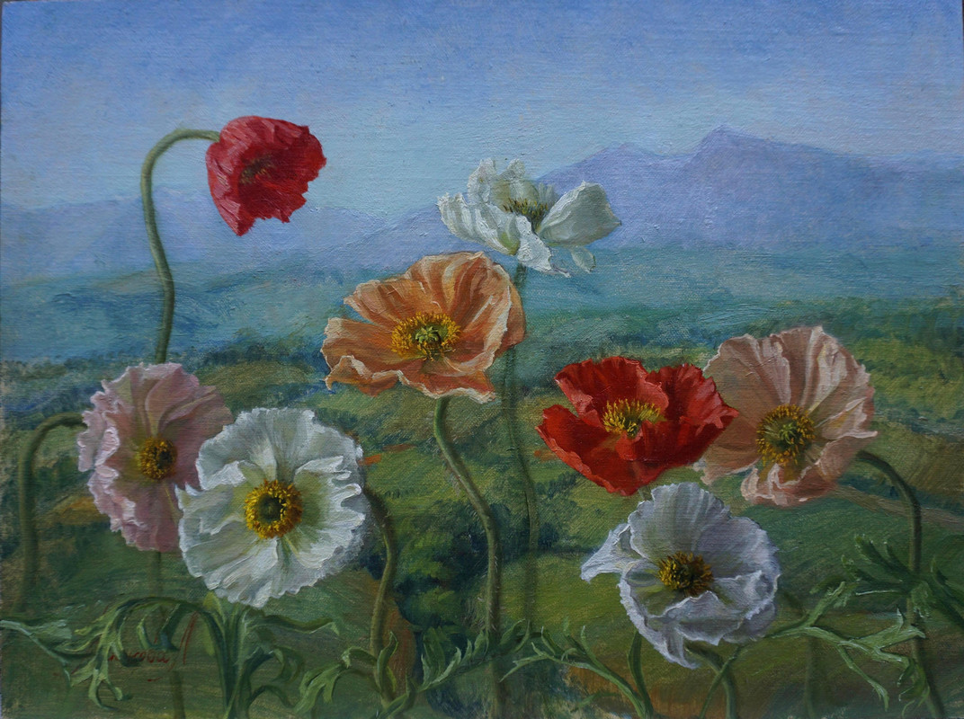Spring. Poppies