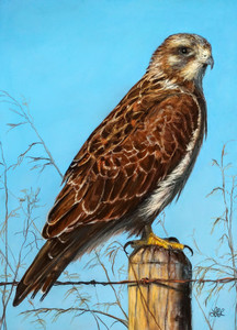 Prairie Icon-Red Tail Hawk