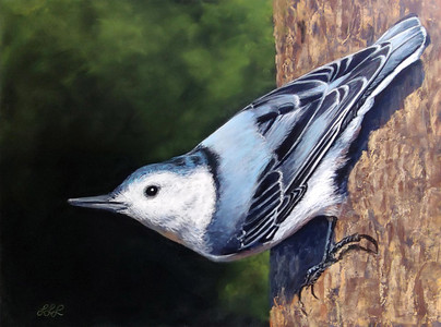 White Breasted Nuthatch