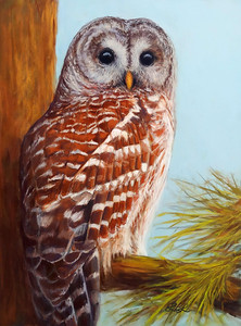 Barred Owl