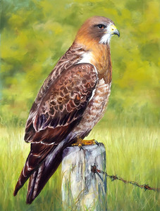 Swainson's Hawk