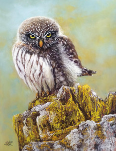 Northern Pygmy Owl